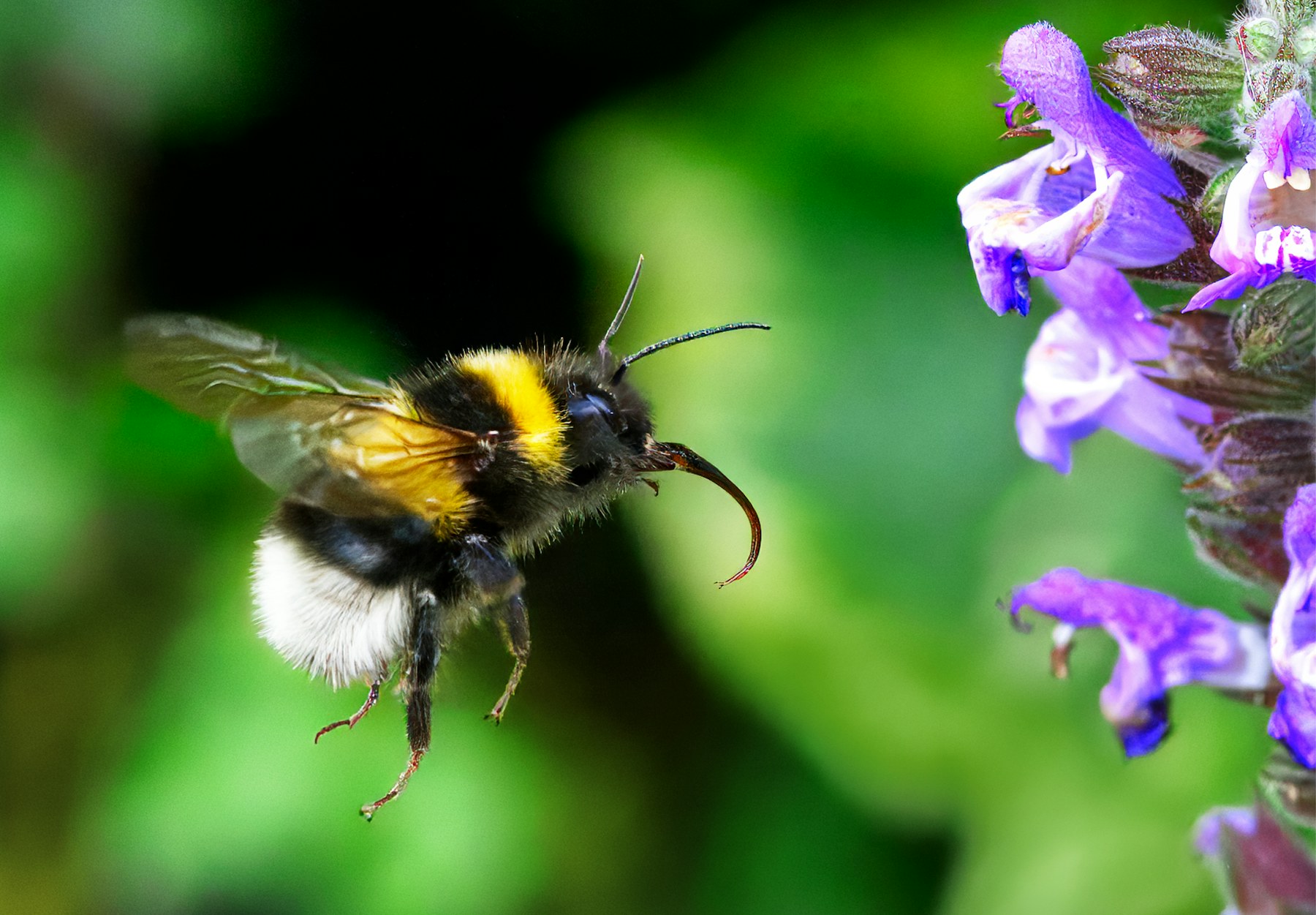 A bumblebee approaching purple flowers